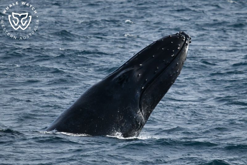 Whale Watch Western Australia