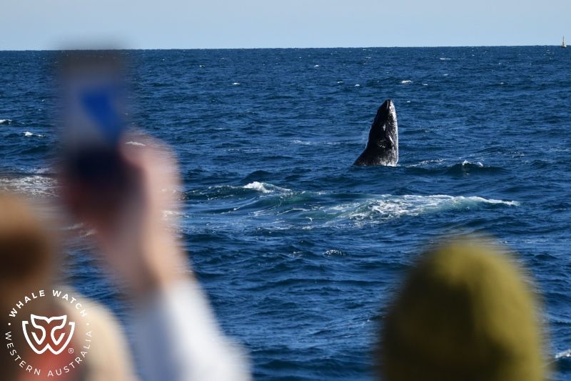 Whale Watch Western Australia