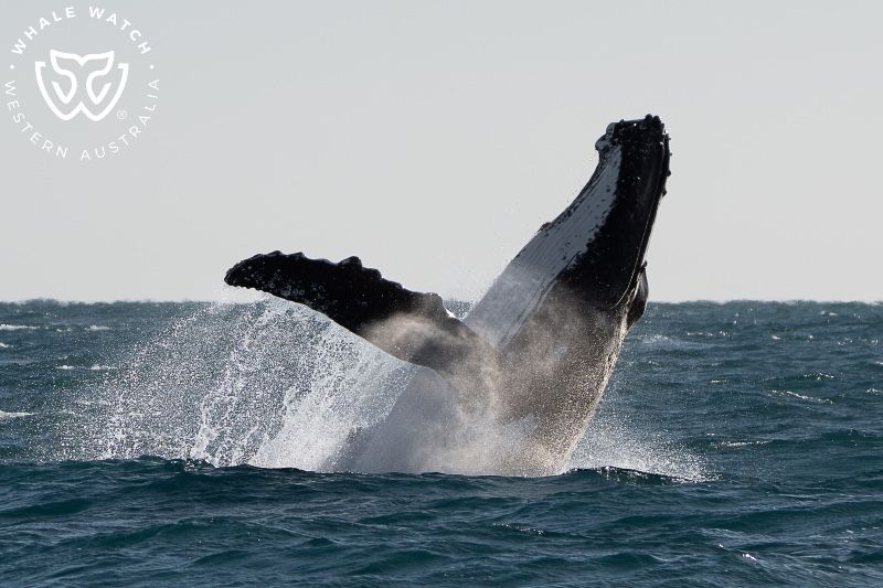 Whale Watch Western Australia