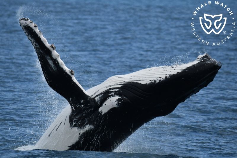 Whale Watch Western Australia