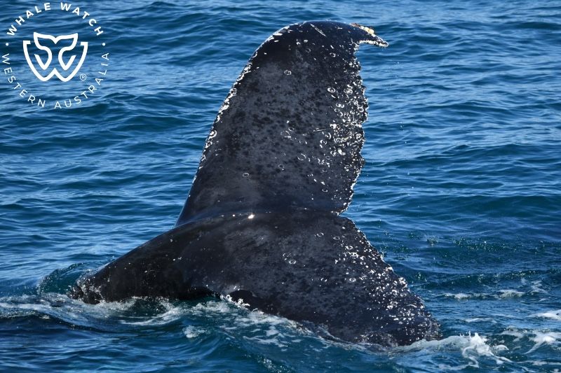 Whale Watch Western Australia