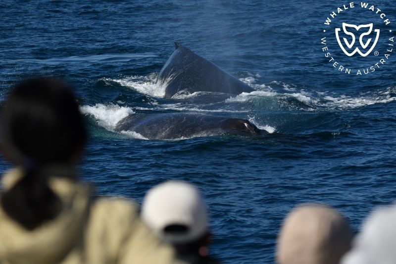Whale Watch Western Australia