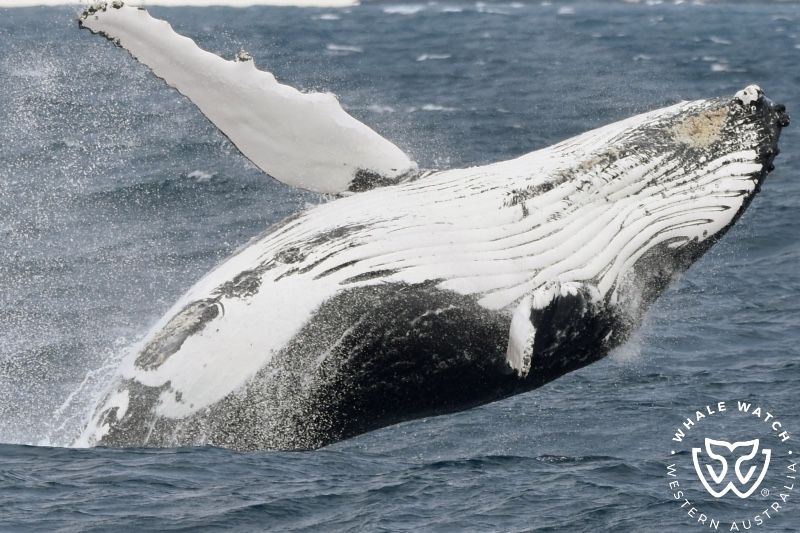 Whale Watch Western Australia