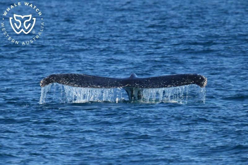 Whale Watch Western Australia