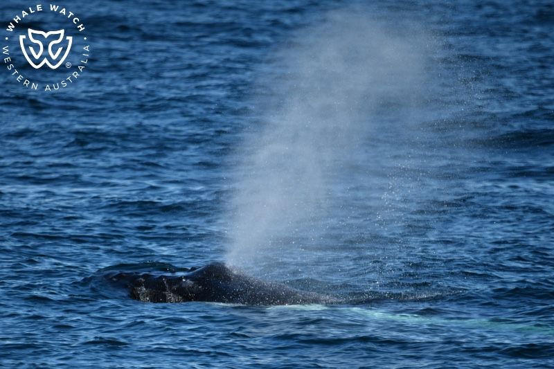 Whale Watch Western Australia