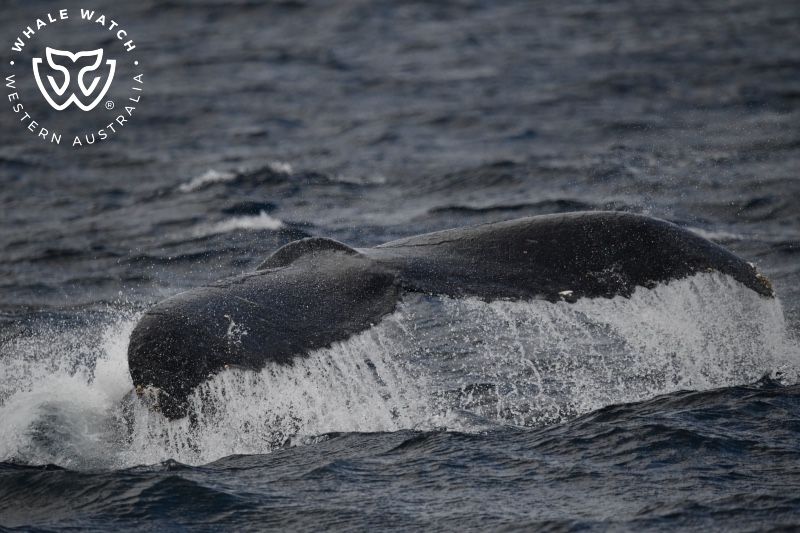 Whale Watch Western Australia