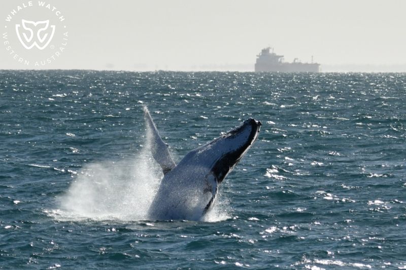 Whale Watch Western Australia