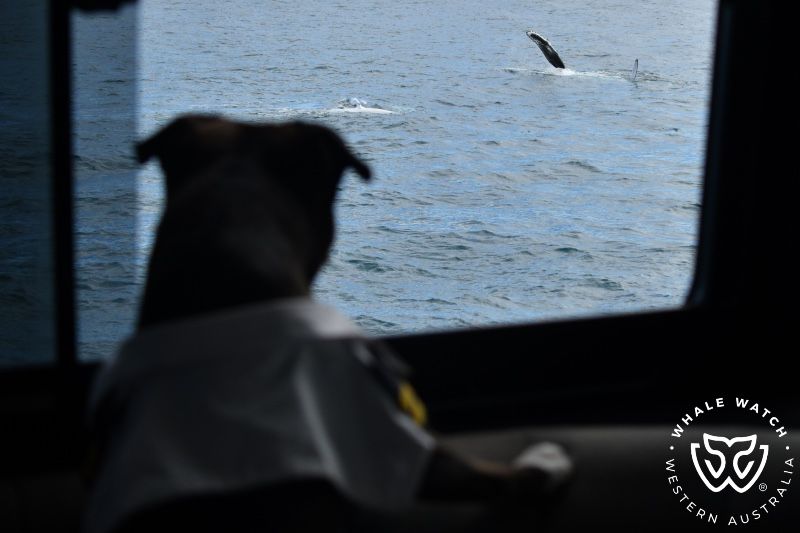 Whale Watch Western Australia