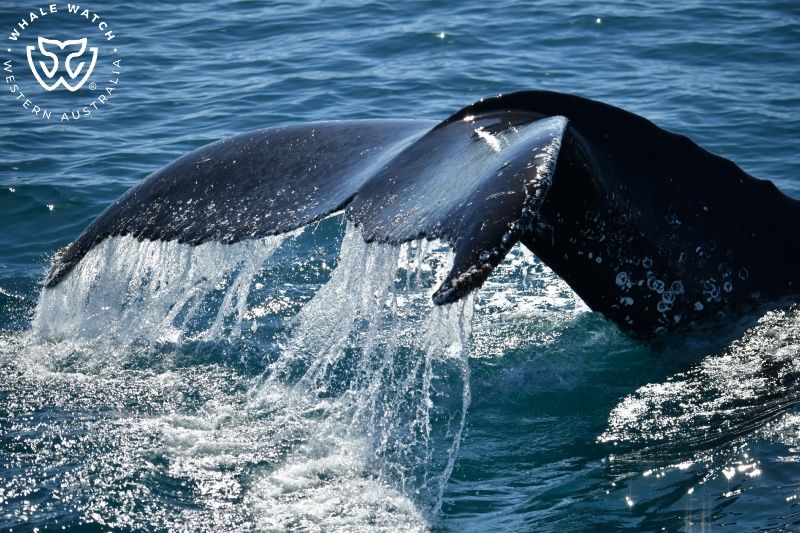 Whale Watch Western Australia