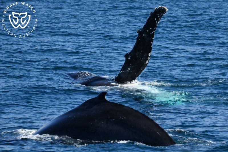 Whale Watch Western Australia