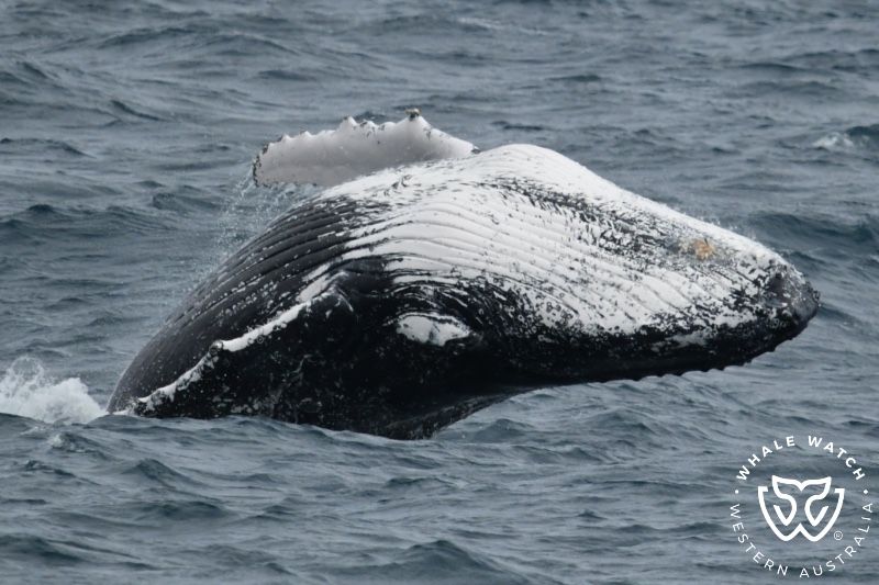 Whale Watch Western Australia