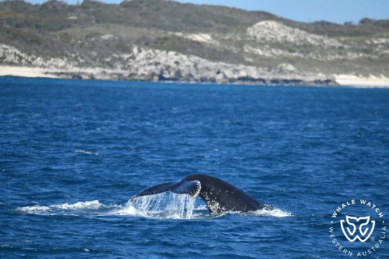 Whale Watch Western Australia