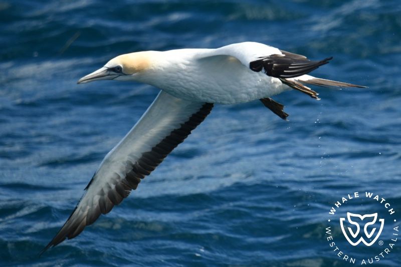 Whale Watch Western Australia