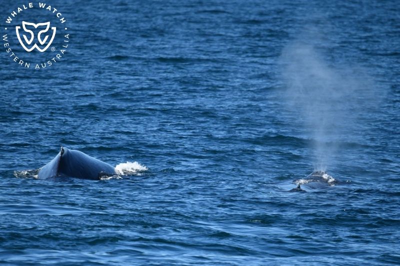 Whale Watch Western Australia