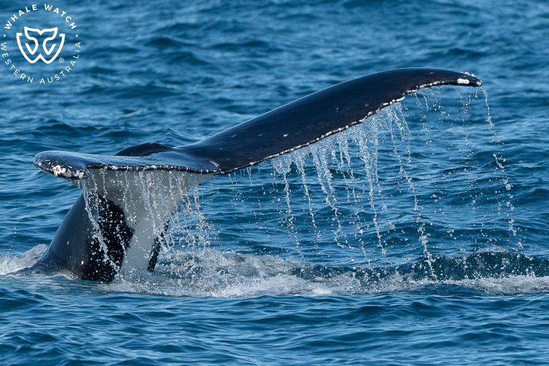 Whale Watch Western Australia
