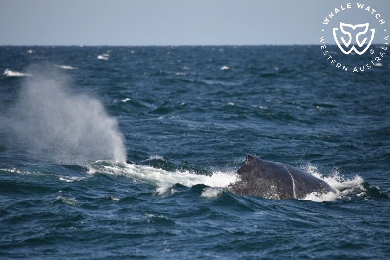 Whale Watch Western Australia