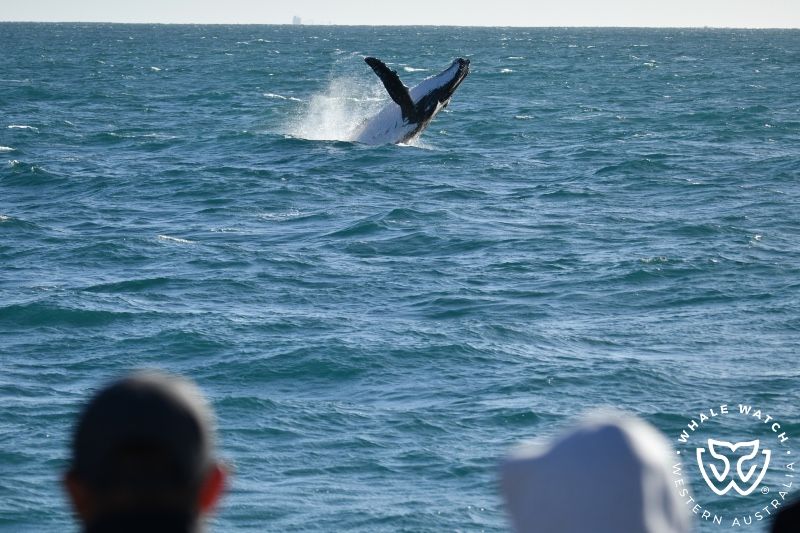 Whale Watch Western Australia