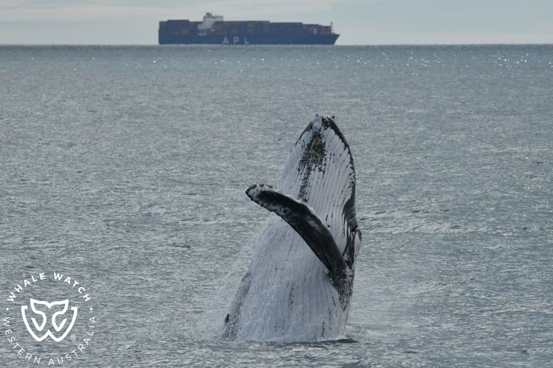 Whale Watch Western Australia