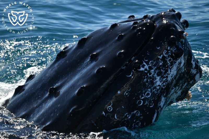 Whale Watch Western Australia