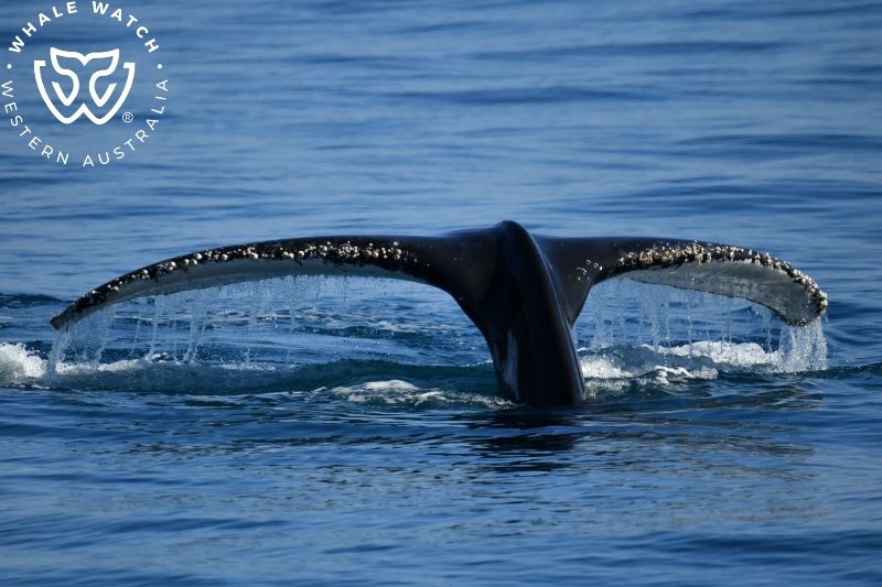Whale Watch Western Australia