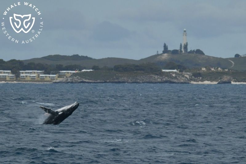 Whale Watch Western Australia