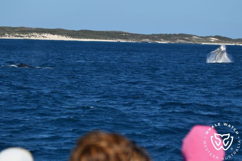 Whale Watch Western Australia