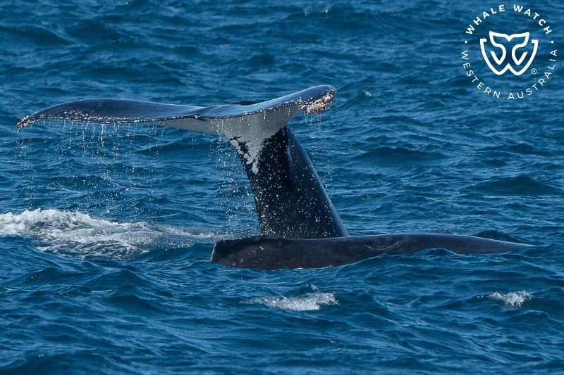 Whale Watch Western Australia