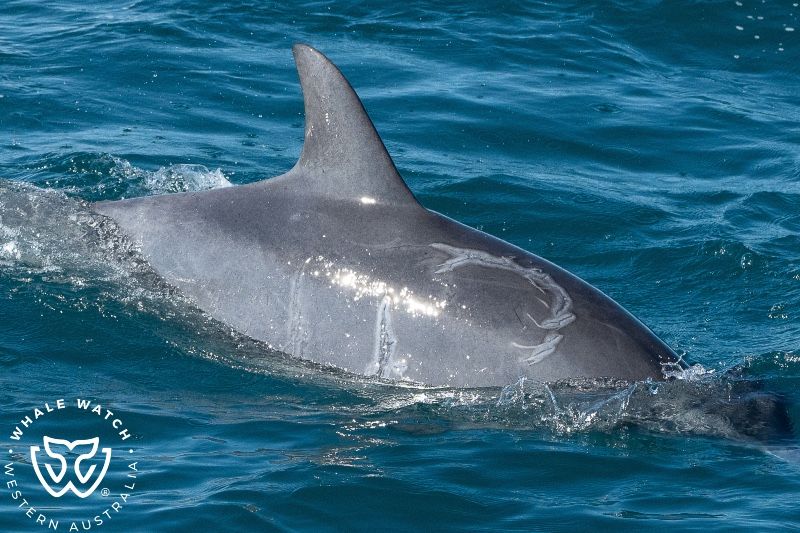 Whale Watch Western Australia