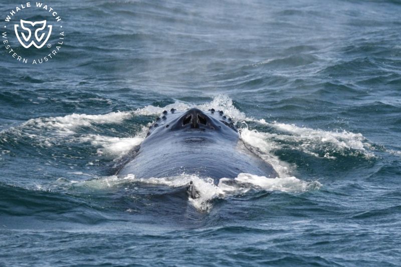 Whale Watch Western Australia