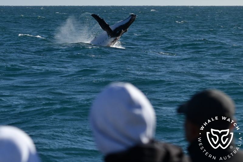Whale Watch Western Australia