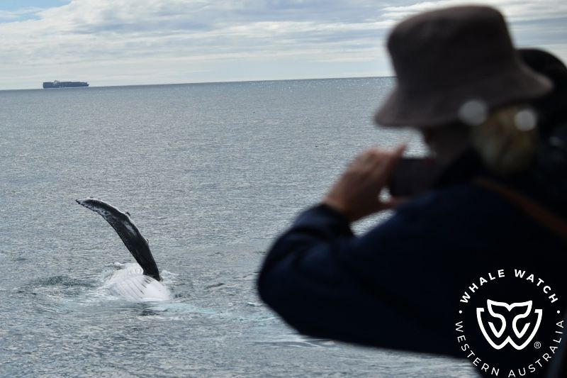 Whale Watch Western Australia