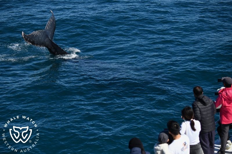 Whale Watch Western Australia