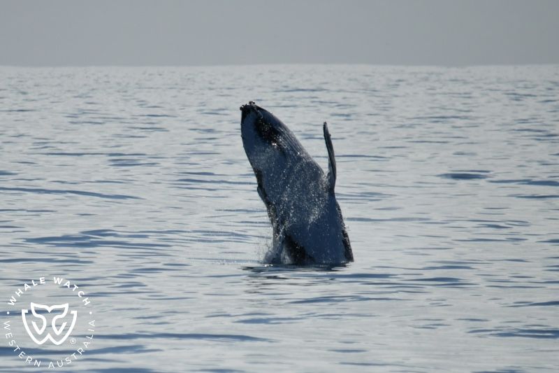 Whale Watch Western Australia