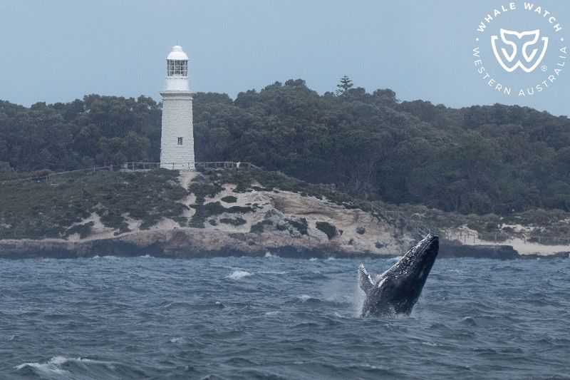 Whale Watch Western Australia