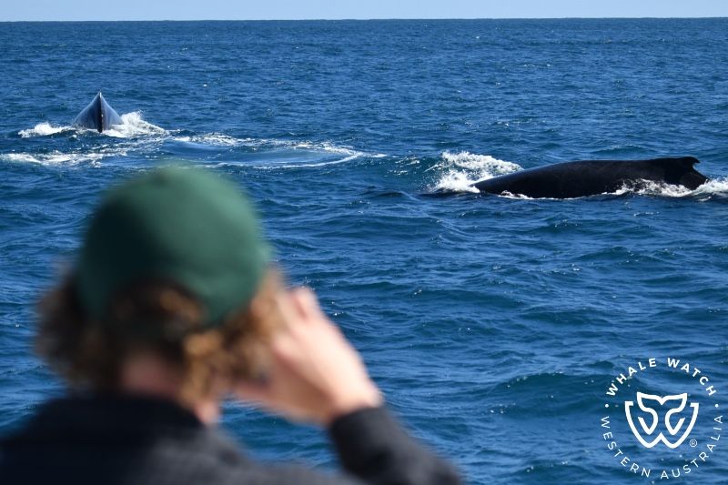 Whale Watch Western Australia