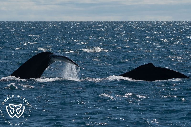 Whale Watch Western Australia
