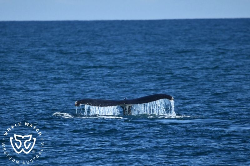 Whale Watch Western Australia