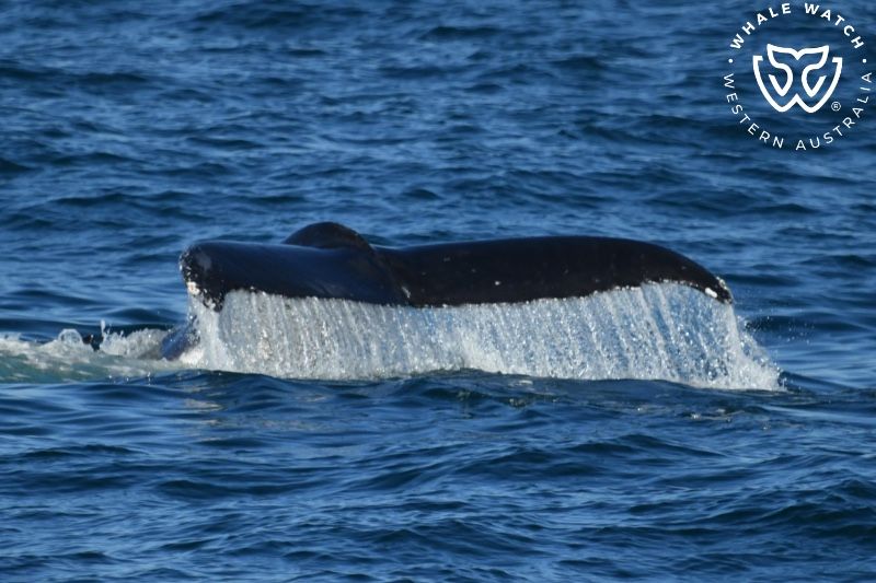 Whale Watch Western Australia