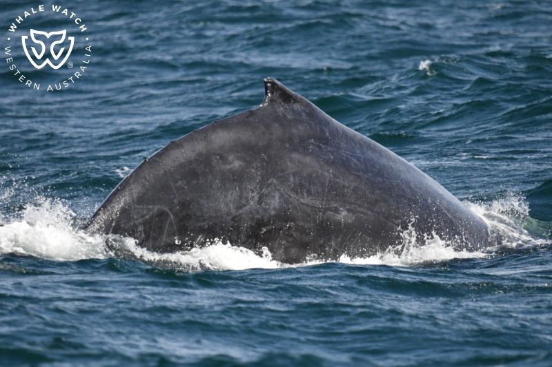 Whale Watch Western Australia