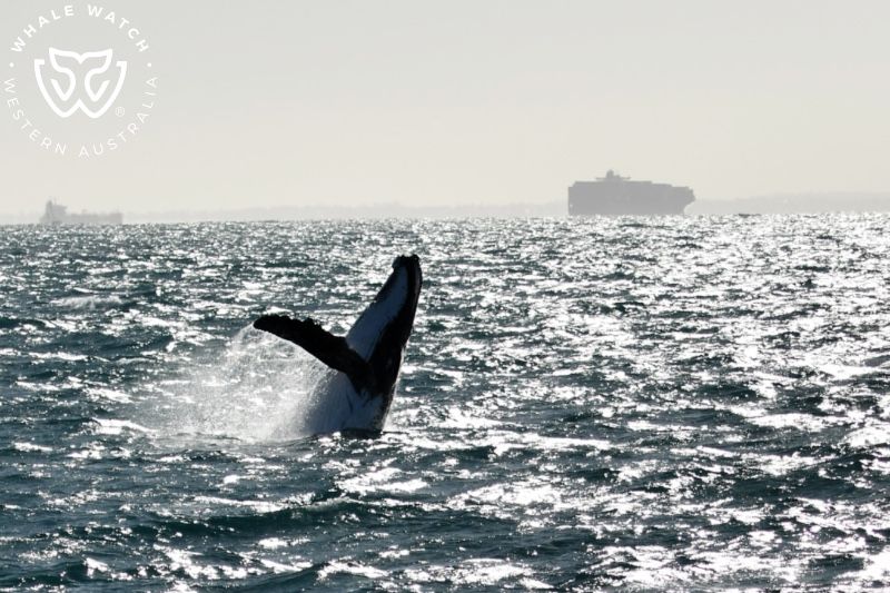 Whale Watch Western Australia