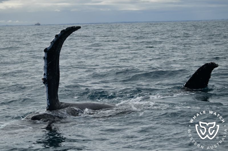 Whale Watch Western Australia