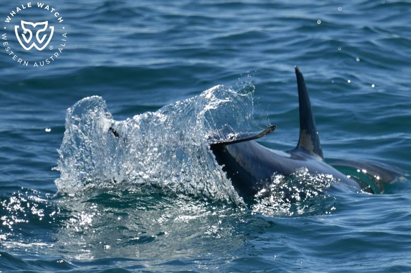 Whale Watch Western Australia