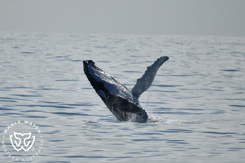 Whale Watch Western Australia