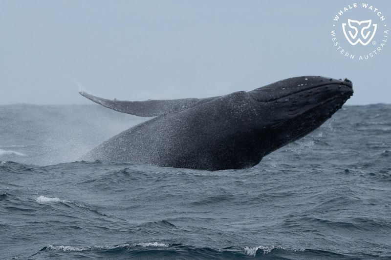 Whale Watch Western Australia