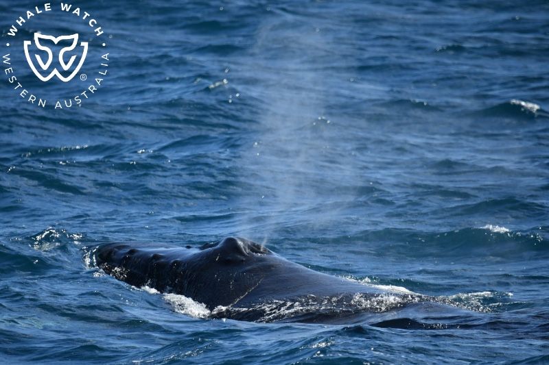 Whale Watch Western Australia