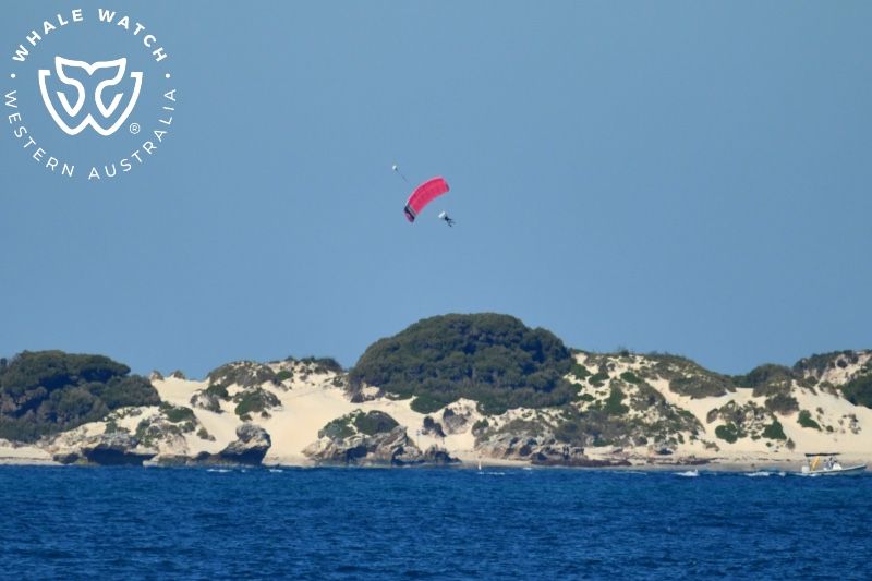 Whale Watch Western Australia
