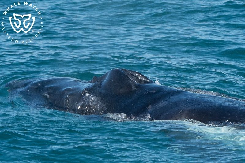 Whale Watch Western Australia