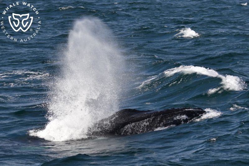 Whale Watch Western Australia