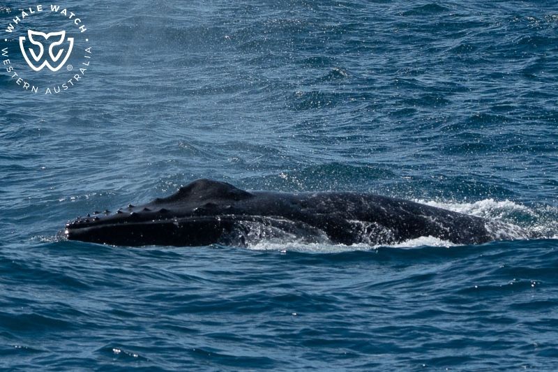 Whale Watch Western Australia