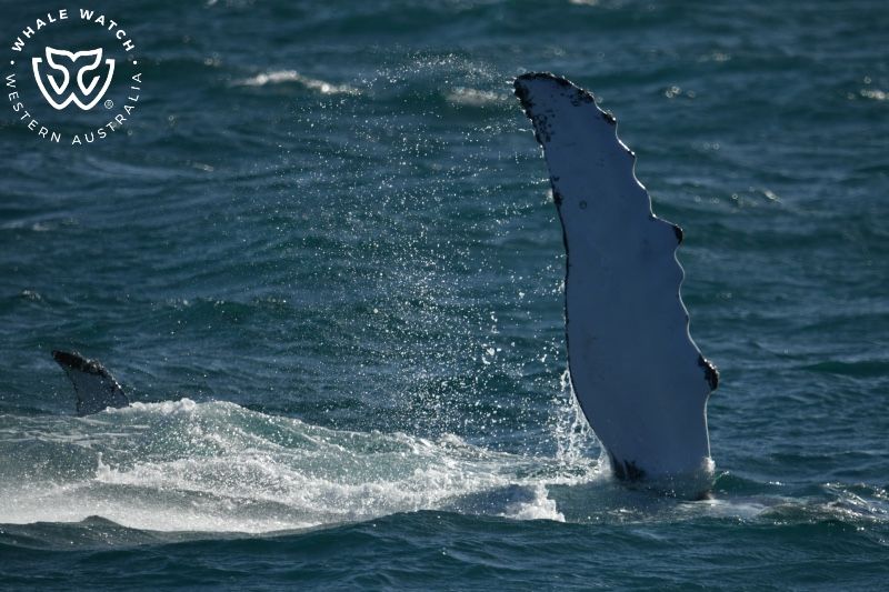 Whale Watch Western Australia